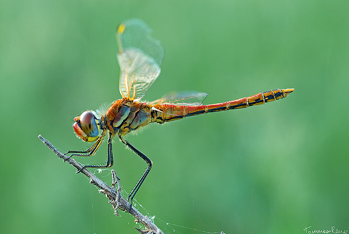 S. depressiusculum o fonscolombii ? -Sympetrum fonscolombii